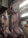 young bull whole carcass - product's photo